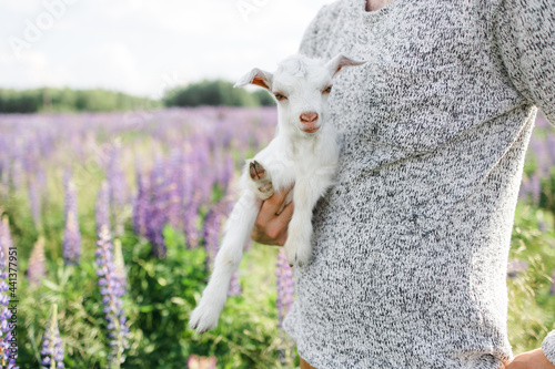 A farmer holds a goat in his arms. a small goat. Lupine field in summer. The concept of a summer countryside. Close to outdoor recreation.