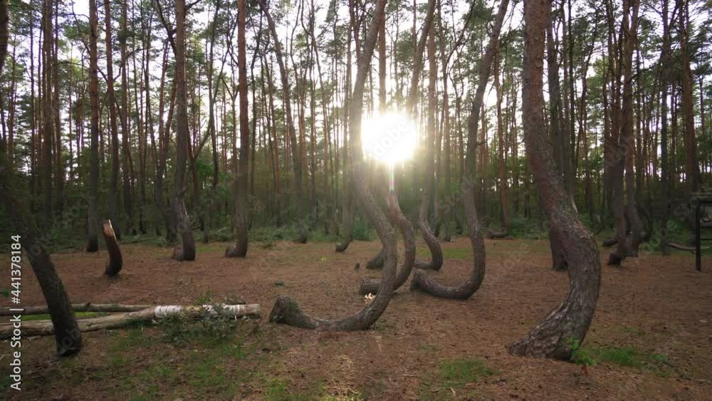 Close-Up Panning Idyllic Shot Of Famous Crooked Forest In Poland