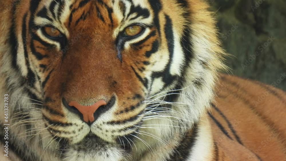 Tiger looks into the camera close-up. Portrait of a big cat. Wild animal background. Tiger looks into the camera close-up. Portrait of a big cat. Wild animal background.