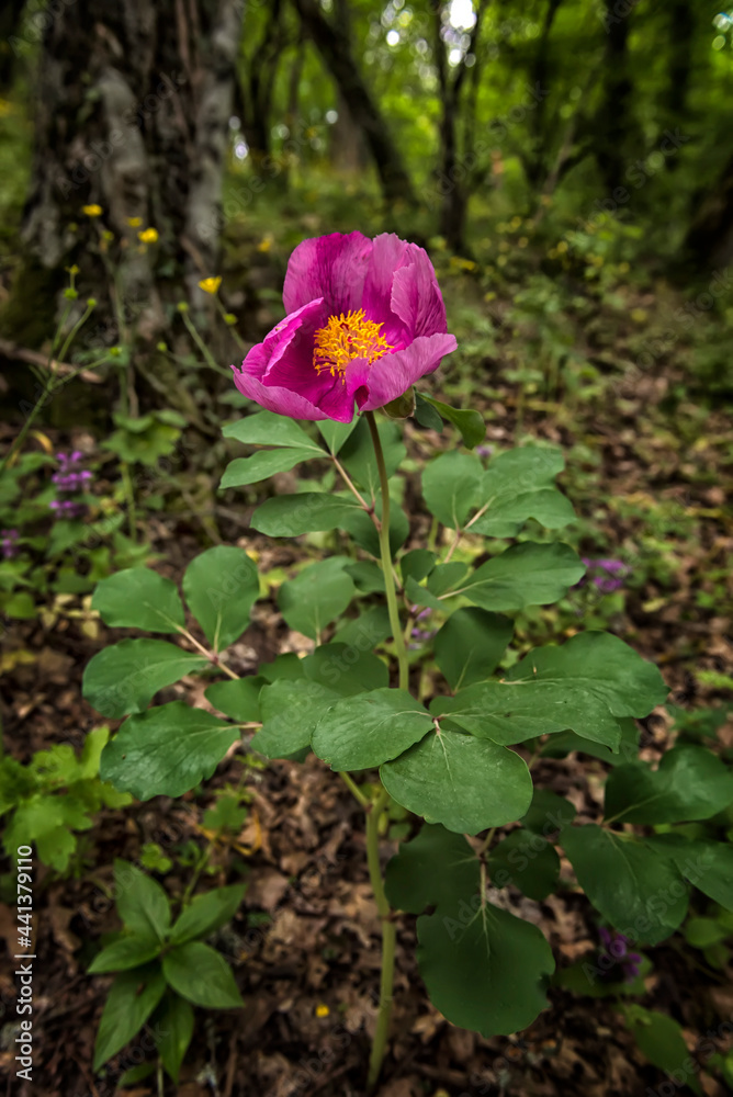 Pink crimean peony (Paeonia daurica) in the forest. Pink crimean peony (Paeonia daurica) in the forest.