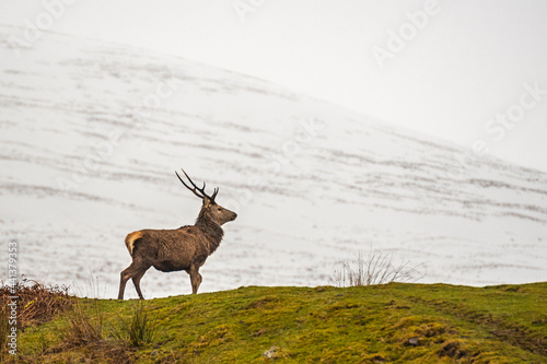 Scottish red deer on the snowy surrounding, Highlands, Scotland photo