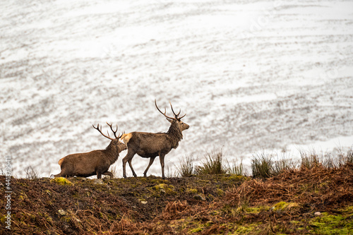 Scottish red deer on the snowy surrounding  Highlands  Scotland