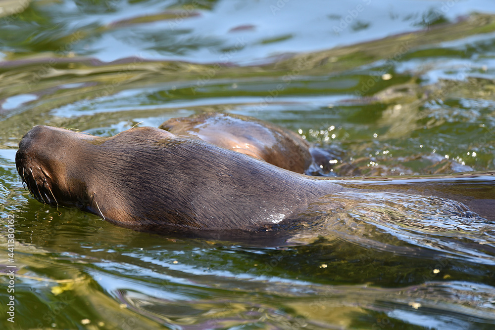 Obraz premium Seehund im Wasser, Robbe