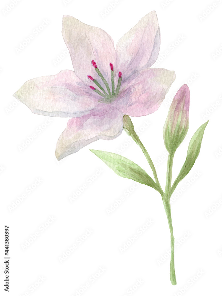 Watercolor hand drawn lilies flowers Watercolor hand drawn lilies flowers