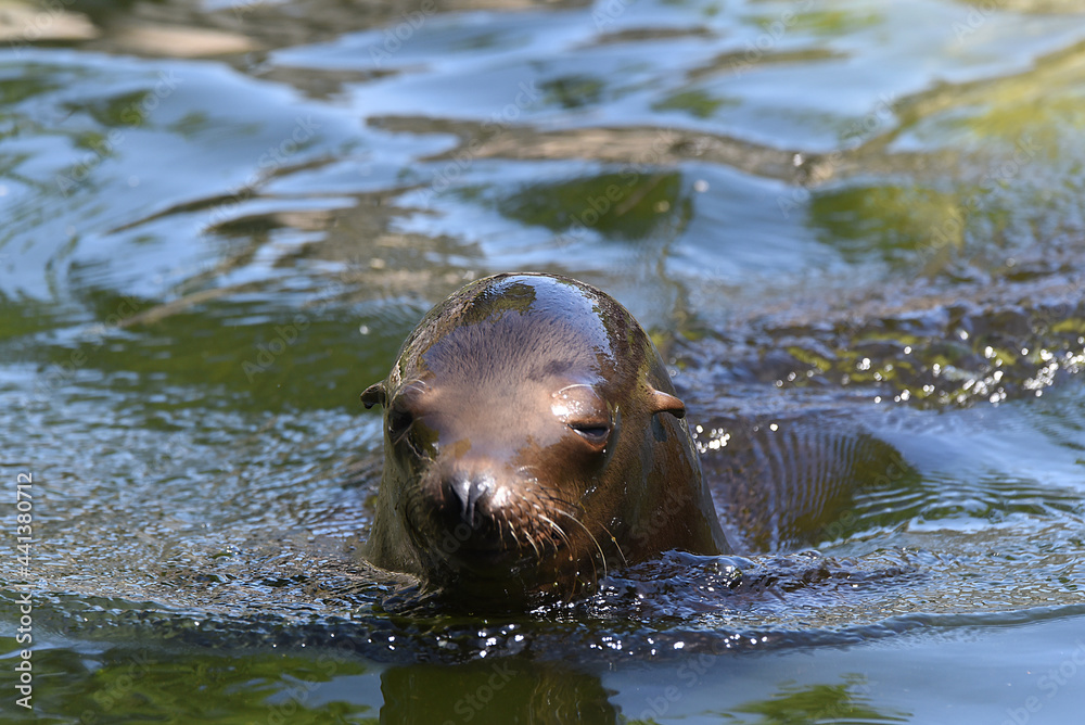 Fototapeta premium Seehund im Wasser, Robbe