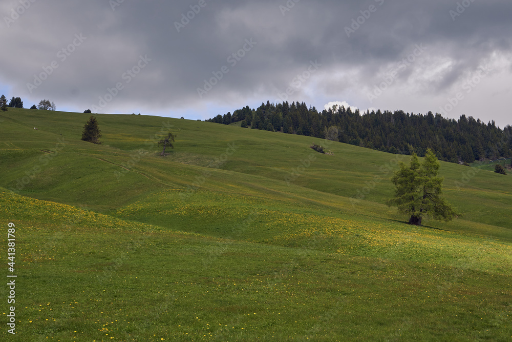 beautiful green meadow with a forest in the background and a cloudy sky in alpe di siusi dolomites, italy