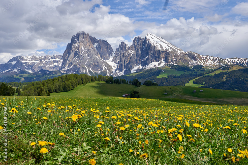 beautiful landscape of a green meadow full of yellow flowers with a background full of forest and the mountain of alpe di siusi at the end, in the italian dolomites