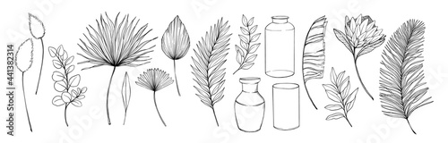 Tropical leaves and flowers. Hand drawn linear vector illustrations. Protea exotic flower, palm leaves, dry leaves, eucalyptus, vase. Monoline drawings. Perfect for your designs, cards, posters