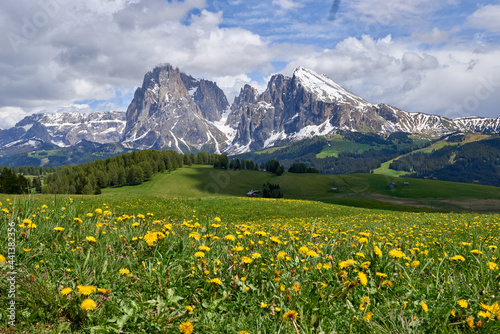 beautiful landscape of a green meadow full of yellow flowers with a background full of forest and the mountain of alpe di siusi at the end  in the italian dolomites