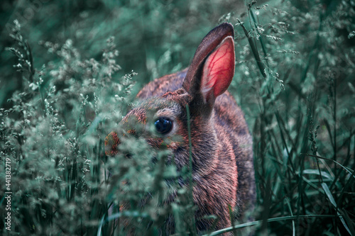 small rabbit hiding in tall grass