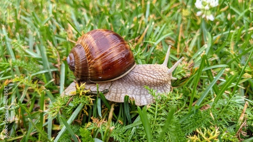 edible snail in summer grass