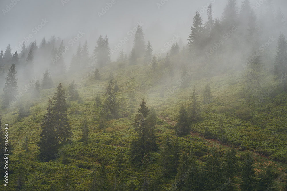 Fog on the mountainside. Coniferous forest in the fog. Ukrainian Carpathian mountains.