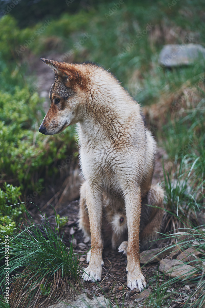 West Siberian Laika in the forest. Hunting dog. Ukraine, Carpathian mountains. West Siberian Laika in the forest. Hunting dog. Ukraine, Carpathian mountains.