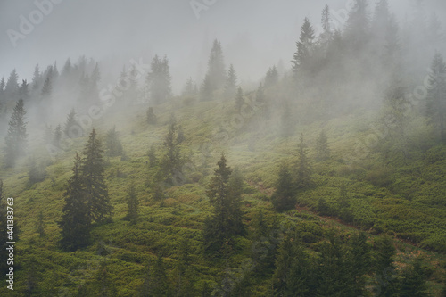 Fog on the mountainside. Coniferous forest in the fog. Ukrainian Carpathian mountains.