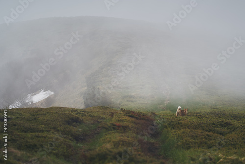 Low clouds and fog over the mountains. Svidovets ridge. Ukraine, Carpathian mountains. photo