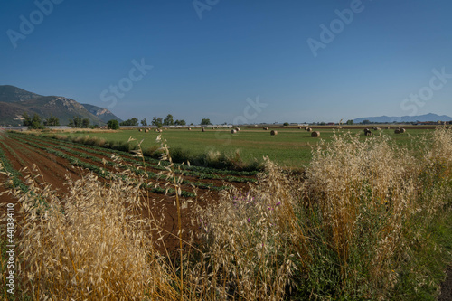Plowed field, field with compressed sheaves and dry ears in foreground in province of Latina, Fronzinone, Italy