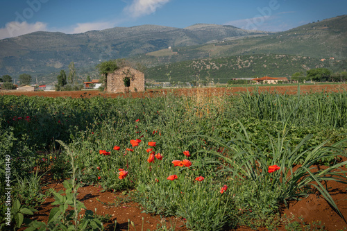 Field with blooming poppies and spikelets at sunset in province of Latina, Lazio, Italy