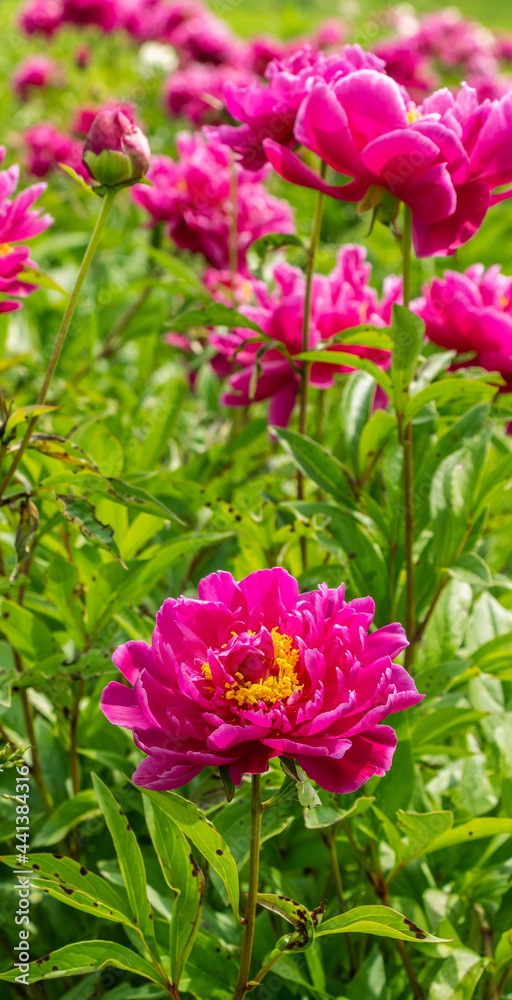 pink flowers in a garden pink flowers in a garden