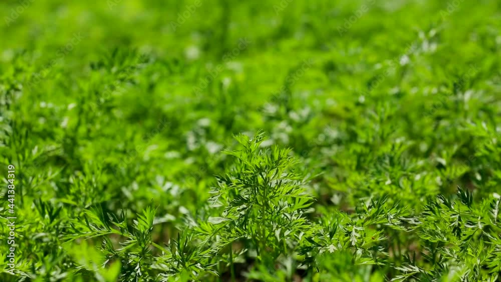 Green carrot leaves growing in garden. Motorised slider video. Green carrot leaves growing in garden. Motorised slider video.