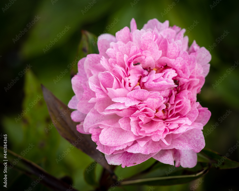 pink and white rose