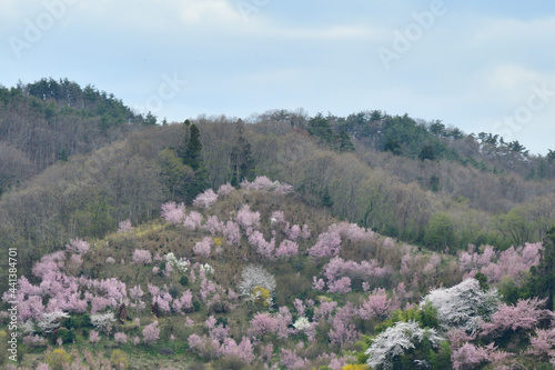 花見山公園 