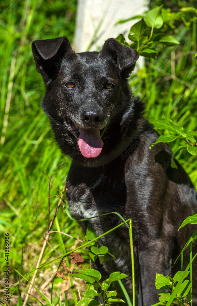 black dog mongrel on a leash in summer