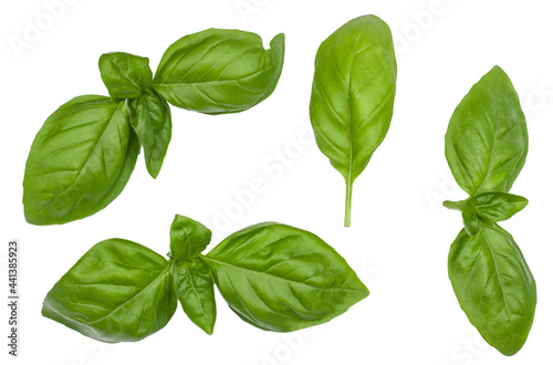 Leaves of Basil isolated on white, top view