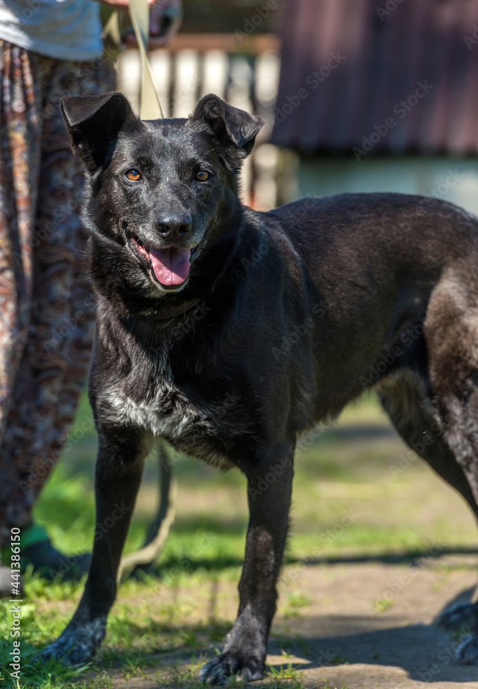 black dog mongrel on a leash in summer