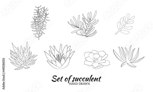 Set of hand drawn cacti and succulents. Spiny desert plants  cactus flowers and tropical plants. Hand-drawn illustration in a sketch style.