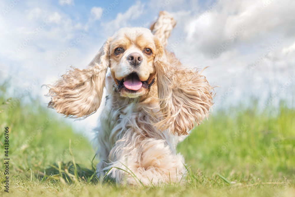 english cocker spaniel