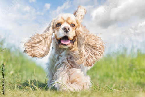 Plakat english cocker spaniel