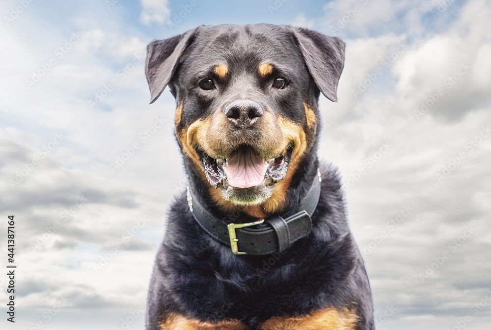 portrait of a black dog