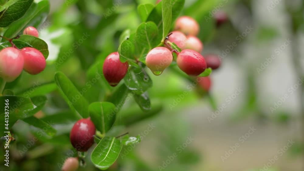 Close up red ripe Karonda fruits waiting to be harvested on green plants with water dews during rainy season. Close up red ripe Karonda fruits waiting to be harvested on green plants with water dews during rainy season.