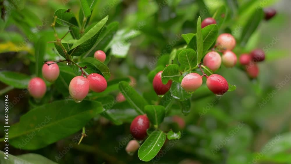 Close up Karonda fruits on green leaves bush with drizzling rain. Water dews on red ripe fruit of lush foliage plants during rainy season. Close up Karonda fruits on green leaves bush with drizzling rain. Water dews on red ripe fruit of lush foliage plants during rainy season.