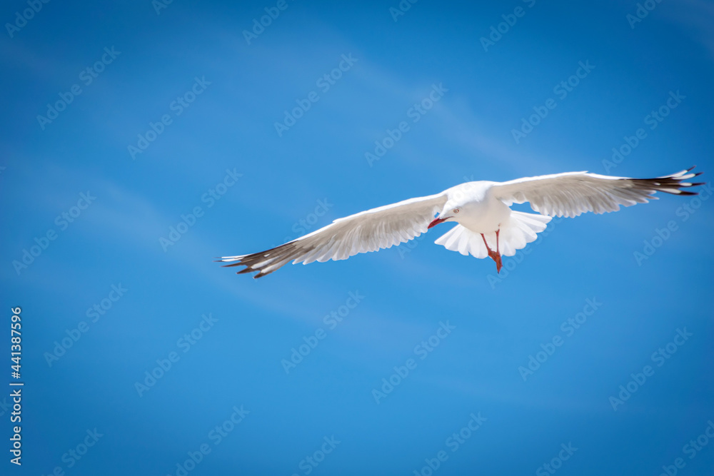 Obraz premium seagull in the sky