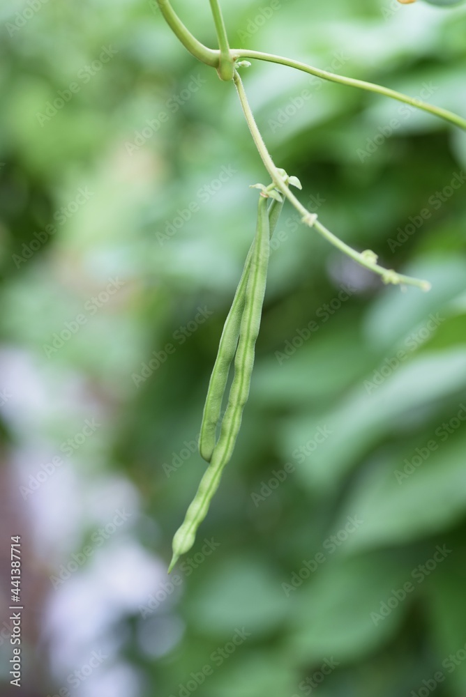 Kitchen garden. Green beans flowers and growth.
Kitchen garden. Green beans flowers and growth.