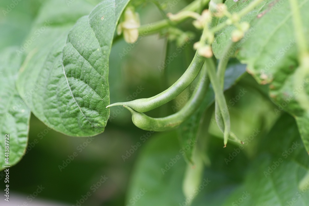 Kitchen garden. Green beans flowers and growth.
Kitchen garden. Green beans flowers and growth.