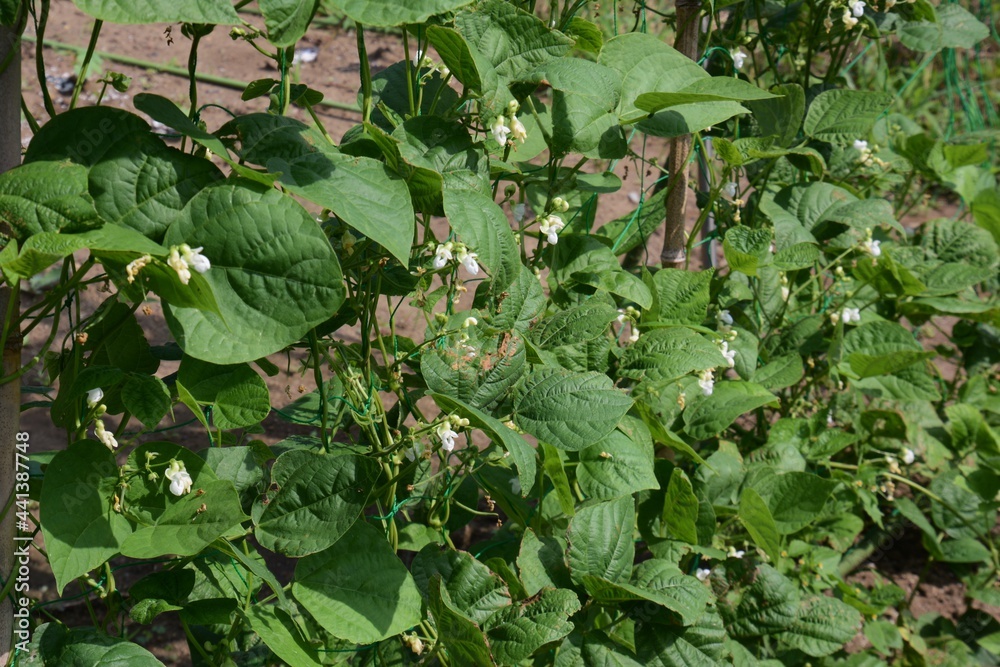 Kitchen garden. Green beans flowers and growth.
Kitchen garden. Green beans flowers and growth.