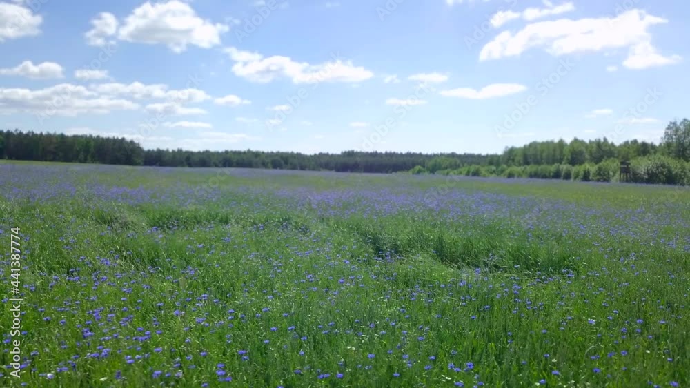 Aerial view on a green spring fields with blooming cornflowers. Aerial view on a green spring fields with blooming cornflowers.