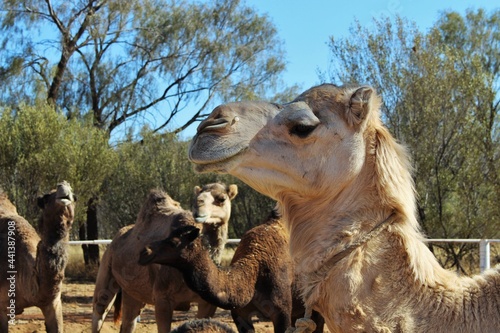 dromadaire australie 2