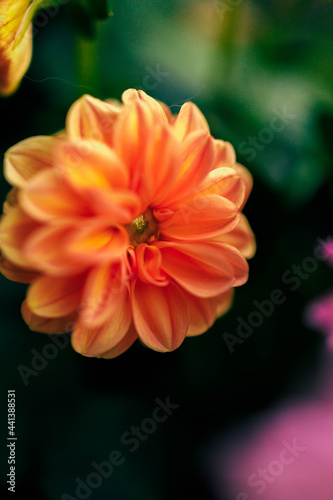 delicate intensive orange flower