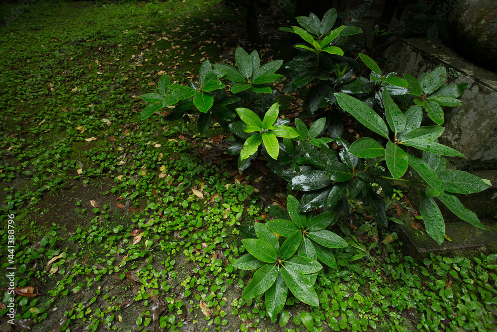 雨でしっとり濡れる、大きな植物 雨でしっとり濡れる、大きな植物
