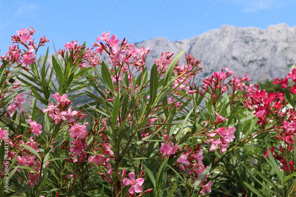 Obraz premium Bright pink oleander flowers against a blue clear sky and mountains