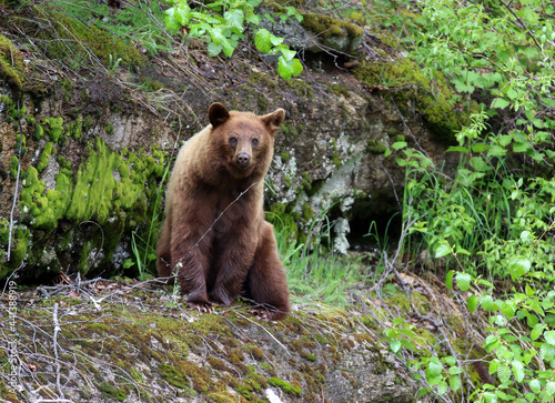 Brown bear in Skagway Alaska summertime