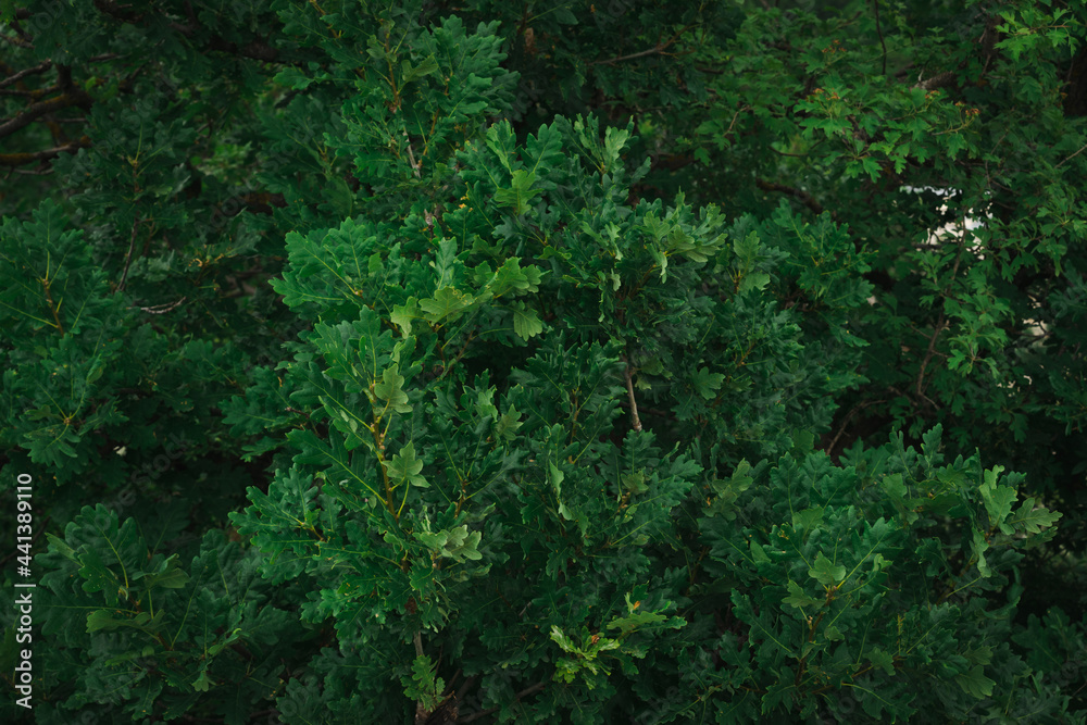 Green oak leaves background. Plant and botany nature texture Green oak leaves background. Plant and botany nature texture