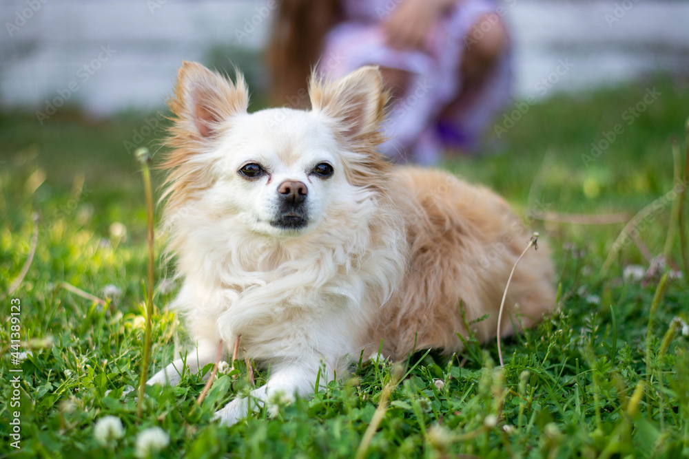 A smiling Chihuahua dog, white in color, lies on the green fresh grass. Summer recreation of dogs in nature.