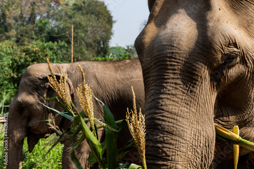 trompe d’éléphant asie
