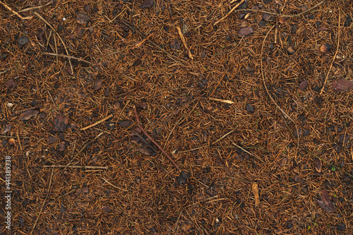 Pine bumps and needles lying on the ground. Organic texture.