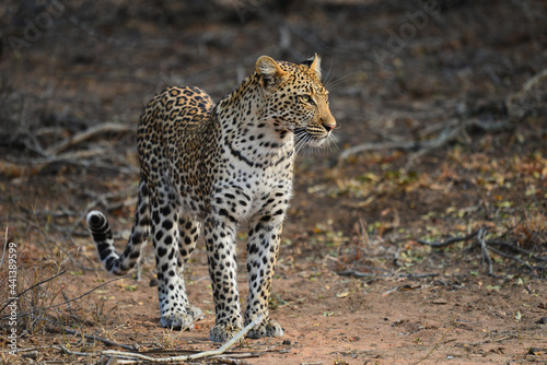 An african leopard (Panthera pardus pardus) stalking a prey, Greater Kruger area, South Africa photo