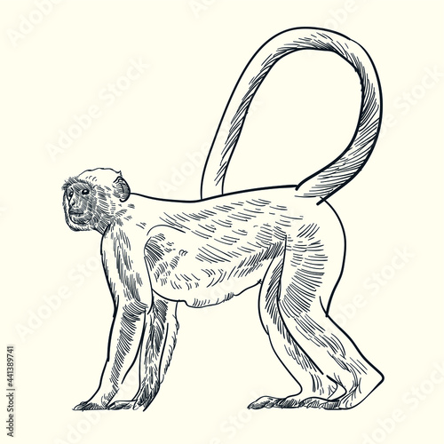 Photography Vintage hand drawn vervet monkey